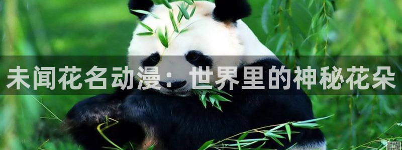 汉化日记风车动漫：未闻花名动漫：世界里的神秘花朵